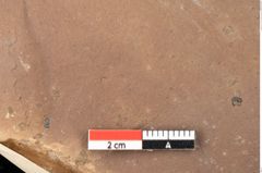 Foto (Detailsansicht) von Quercus palaeoilex Ettingshausen (NHMW-GEO-2024-0188-0871)